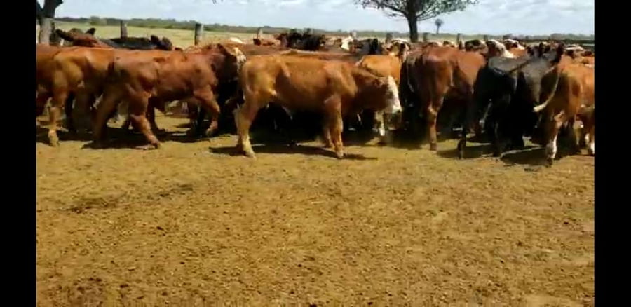 Lote 80 Terneros/as en Entre Ríos, Villaguay