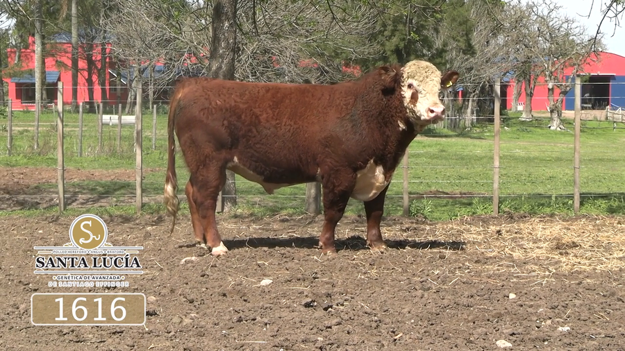 Lote Polled Hereford