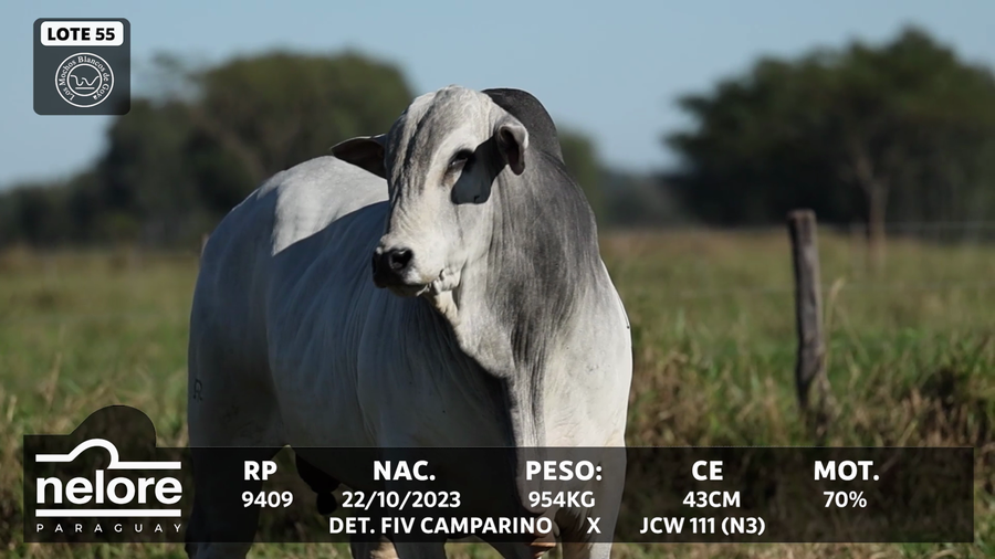 Lote LOTE 55