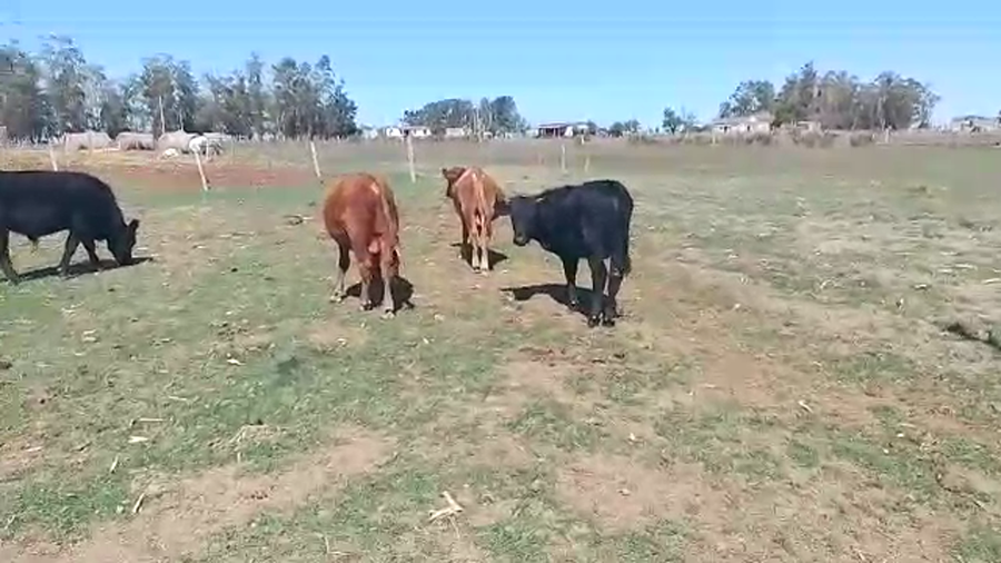 Lote 4 Terneros He AA a remate en Pantalla Camy en Rincon del Pino