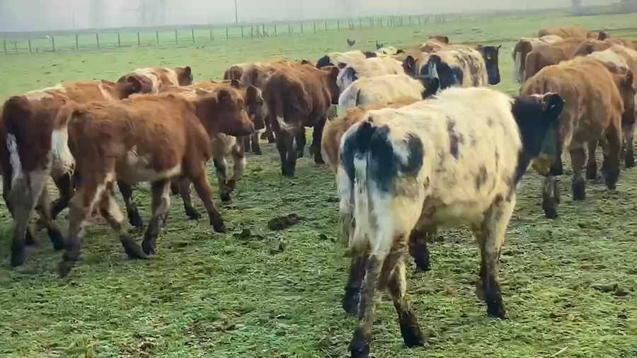 Lote 43 Ternero en Purranque, X Región Los Lagos