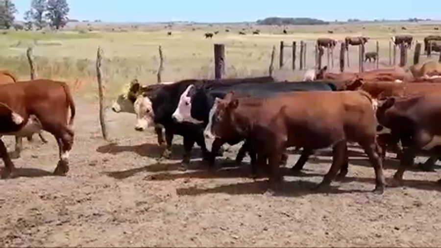 Lote 65 Terneros/as en Gral. Galarza, Entre Ríos