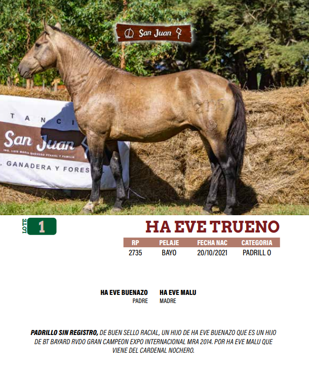 Lote LOTE 1