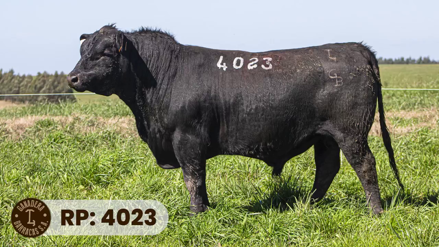 Lote RP 4023