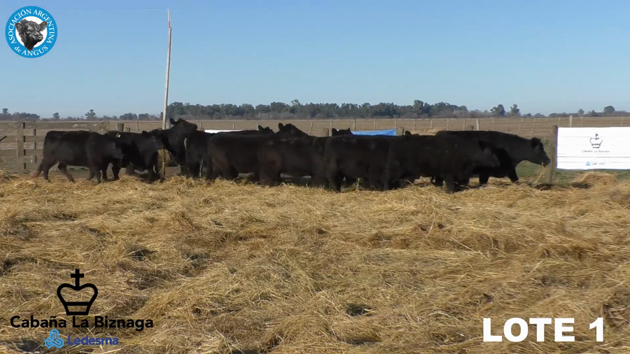 Lote 15 VAQUILLONAS ANGUS MAS