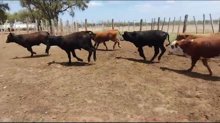 Lote 120 Terneros en Quimilí, Santiago del Estero