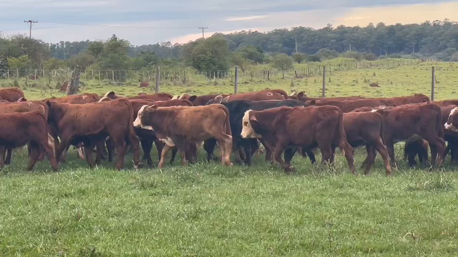 Lote 97 Terneros/as en Ituzaingó, Corrientes