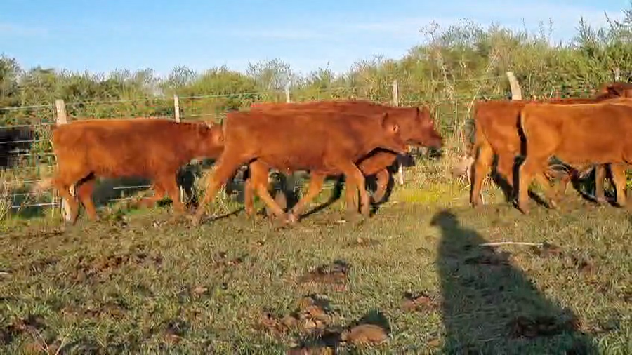 Lote 71 Novillitos