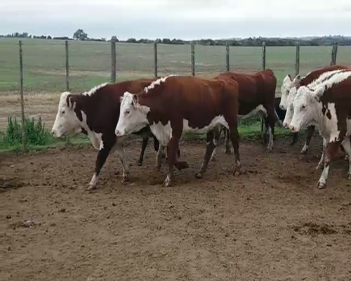 Lote (Vendido)30 Piezas de cría HE, Colonia