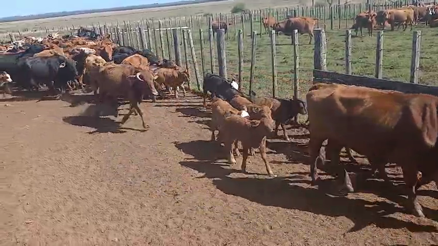 Lote 160 Vacas con Cría