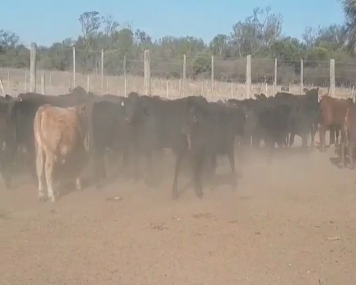 Lote 110 Terneras en Tintina, Santiago del Estero