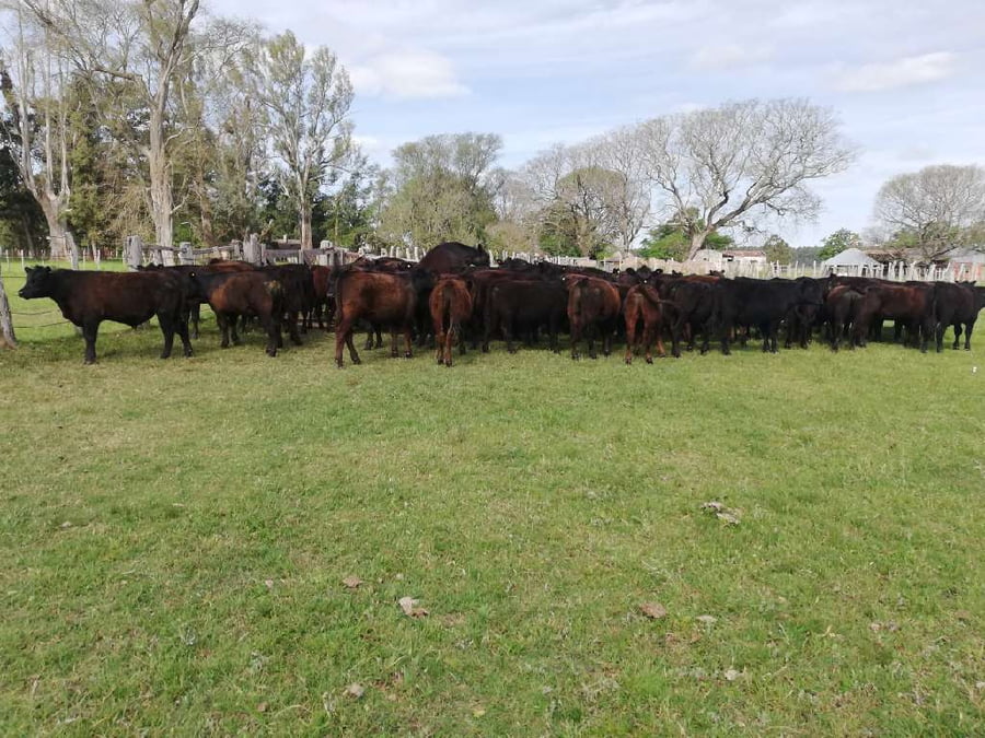 Lote 67 Terneros/as en Concordia, Entre Ríos