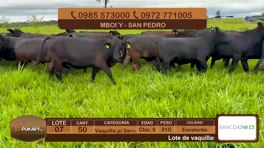 Lote Vaquillas para servicio