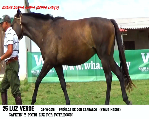 Lote LUZ VERDE