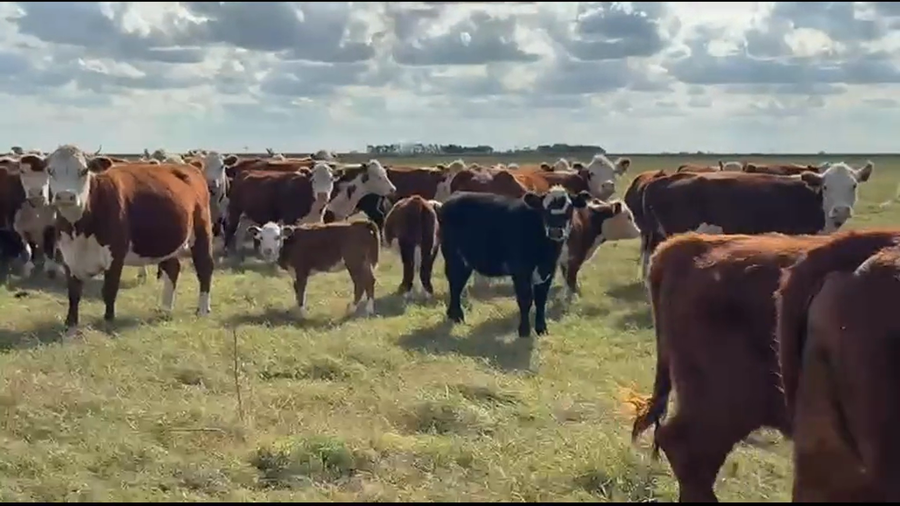 Lote 100 Terneros/as