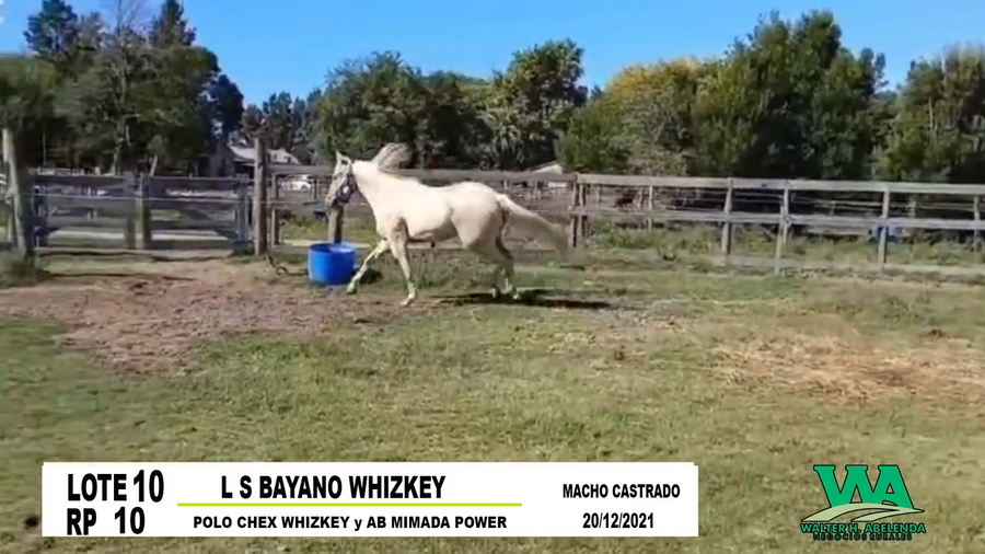 Lote L S BAYANO WHIZKEY