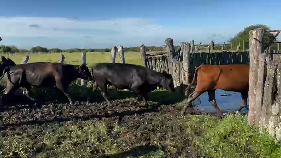 Lote 14 Vacas de invernar