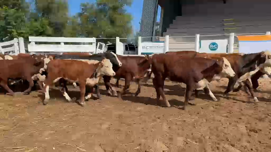 Lote 75 Terneros en Corrientes, Bella Vista