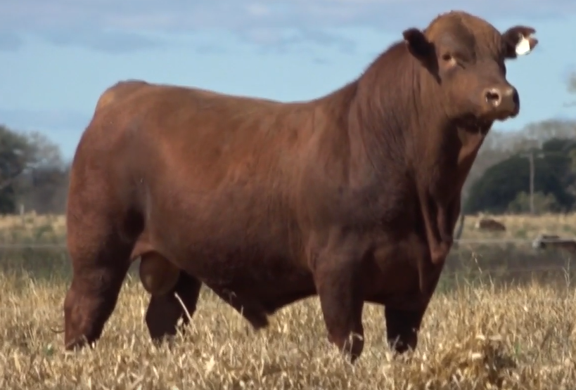 Lote TOROS(CORRAL 17)BRANGUS "CABAÑA MARIA ESTHER"