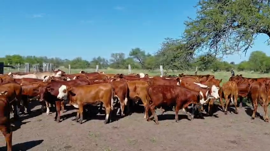 Lote 120 Terneros/as en Corrientes, Curuzú-Cuatiá