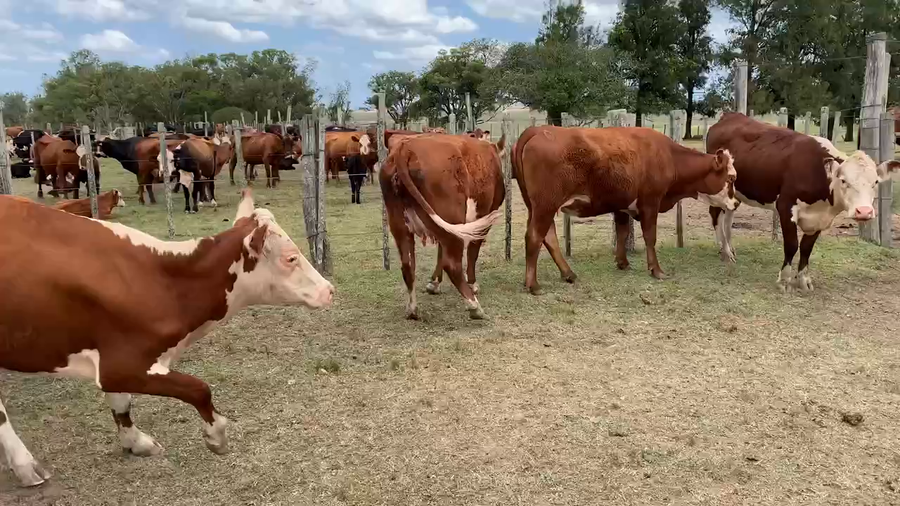 Lote 24 Vaquillonas preñadas en Tupambaé, Cerro Largo