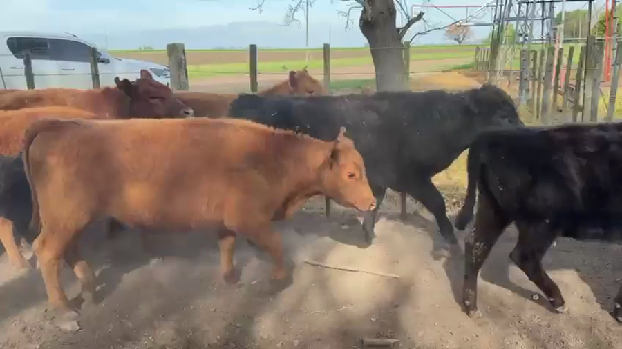 Lote 33 Terneros en Lobos