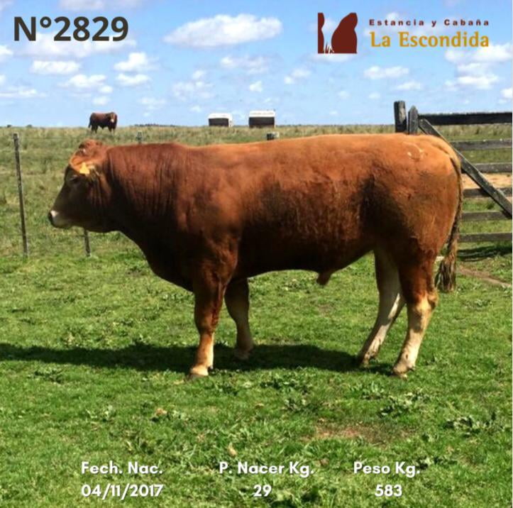 Lote Venta particular de Toros Limousin