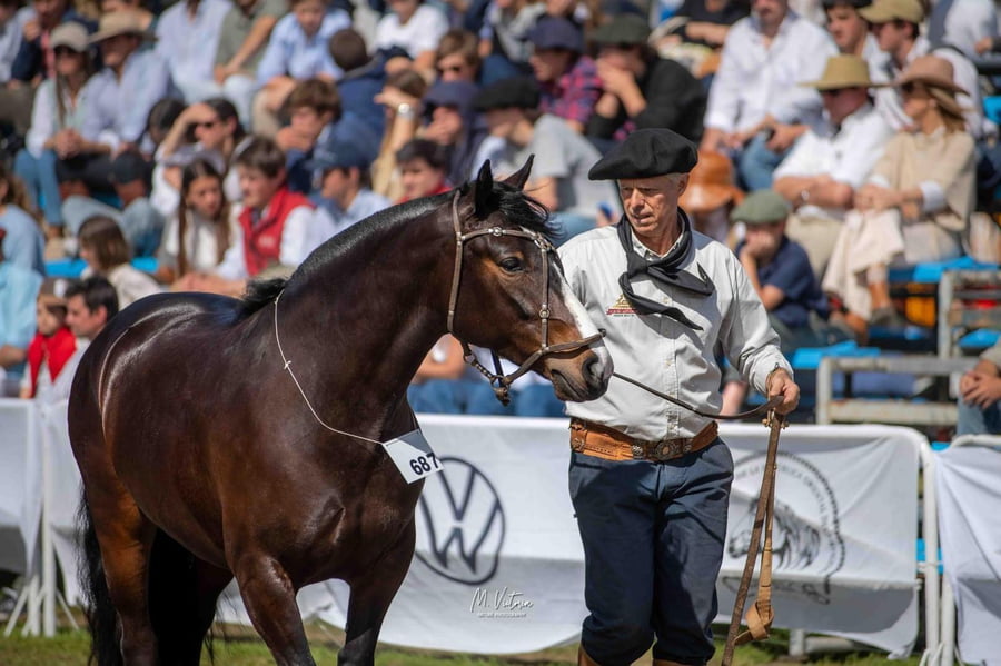 Lote EMBRIONES TARANTULA Y OLIMPICA