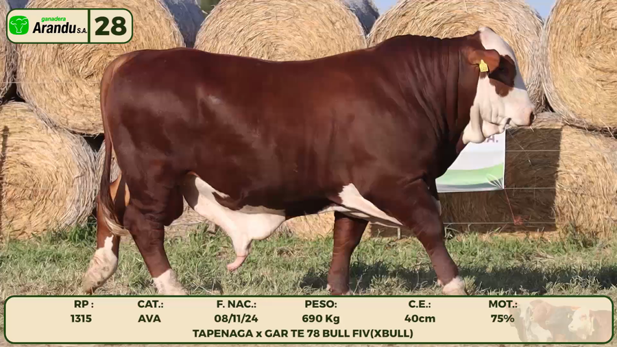 Lote LOTE 28