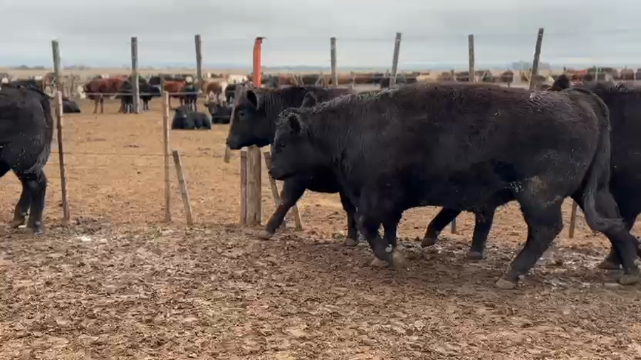 Lote 55 Novillitos en Los Condores, Córdoba