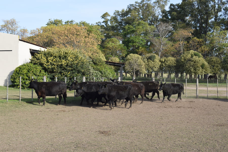 Lote CABAÑA “COEMBOTÁ” de Calderón Vientres Generales Negras Preñadas