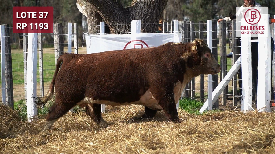 Lote Toro PR