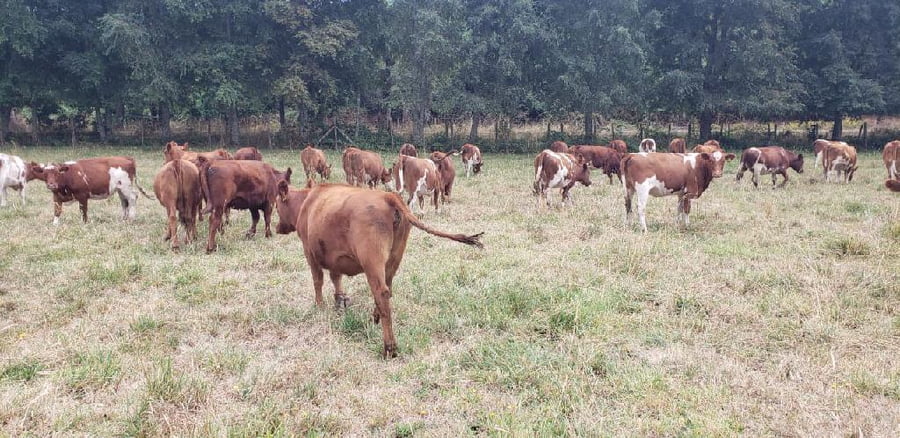 Lote 50 Vaquilla Engorda en XIV Región Los Ríos, Futrono