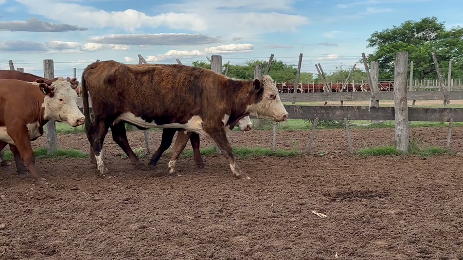Lote 72 Vacas de invernar en Corrientes, Bella Vista
