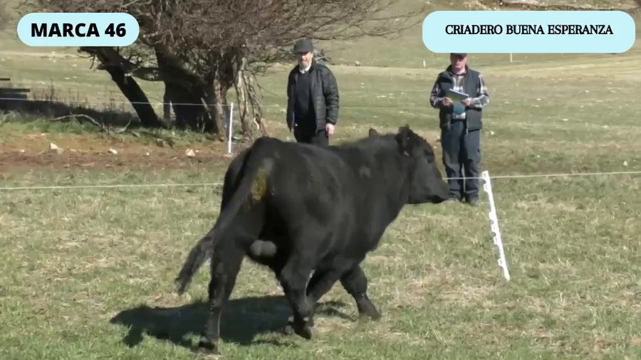 Lote 1 Toro en Coyhaique, XI Región Aysén