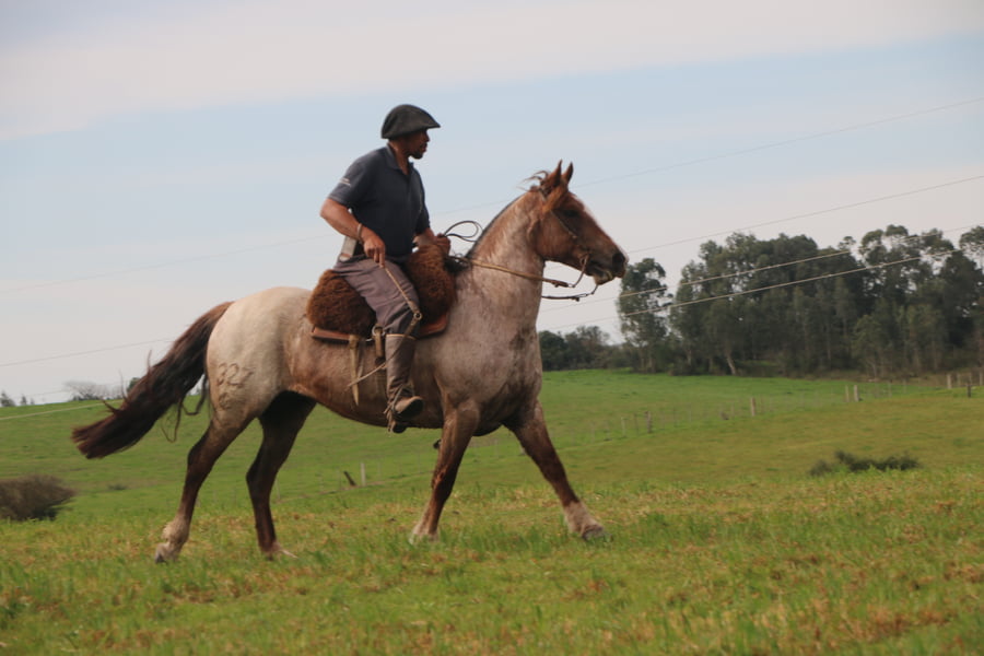 Lote SANTA GLORIA CIGARRA