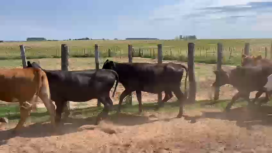 Lote 100 Vaquillonas