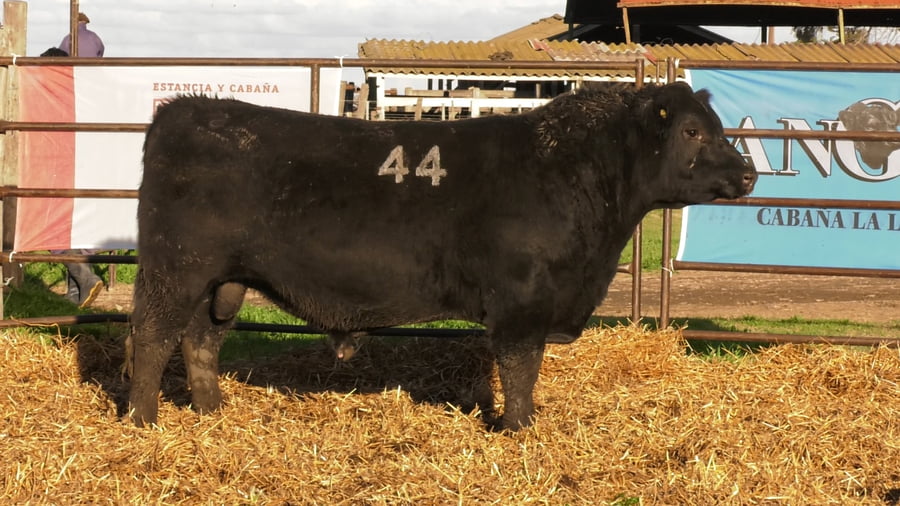 Lote TOROS ANGUS NEGROS PC