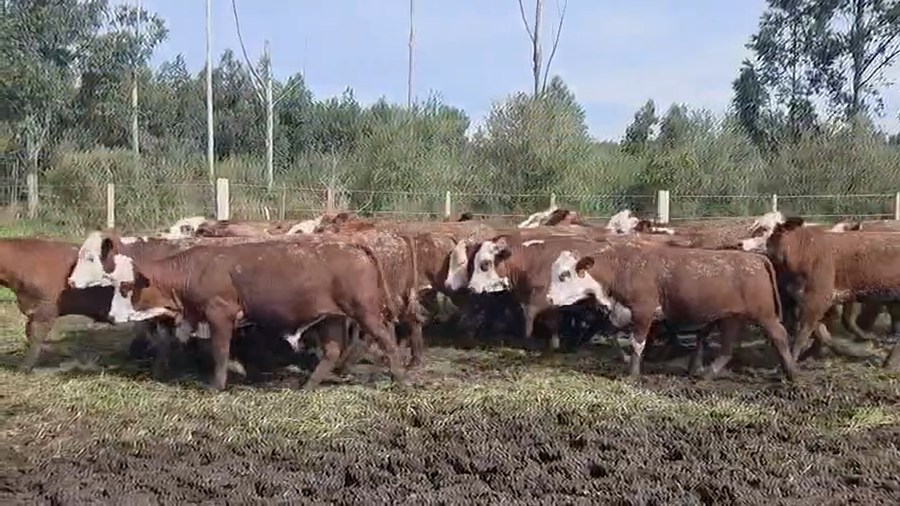 Lote 120 Terneros/as