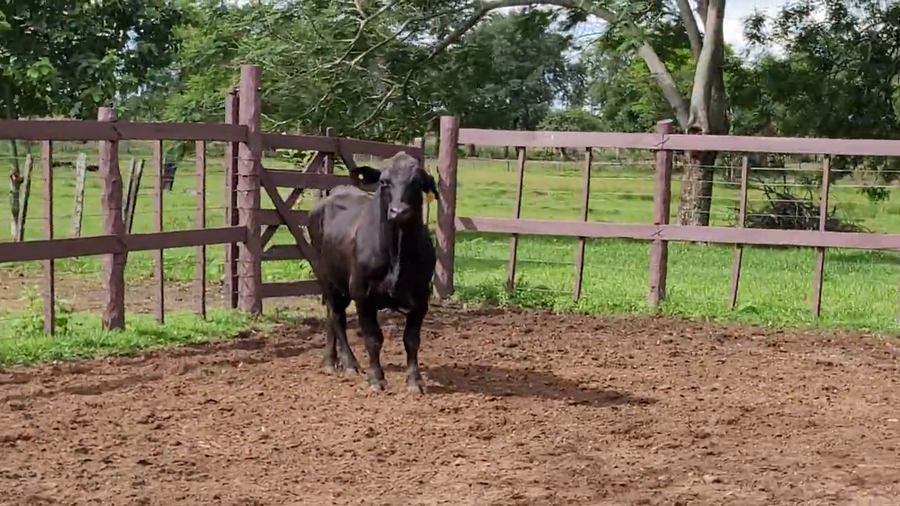 Lote Toros Brangus Negro a remate en Remate de Reproductores, Asunción