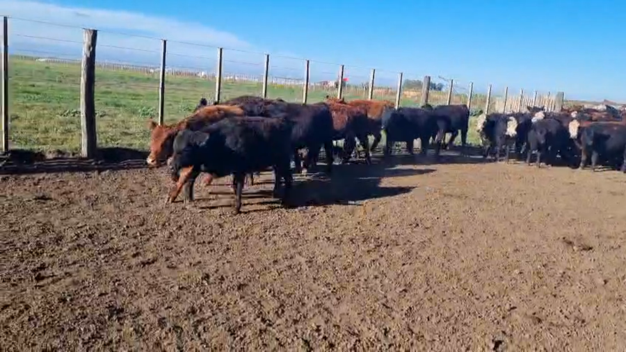 Lote 66 Terneras en Coronel Dorrego