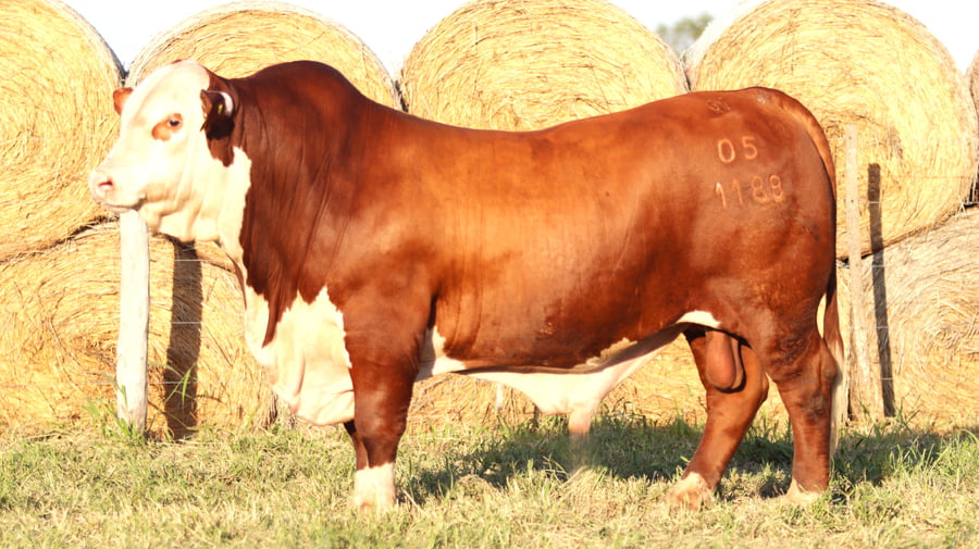 Lote LOTE 26