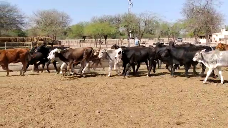 Lote 90 Terneros en Monte Quemado, Santiago del Estero