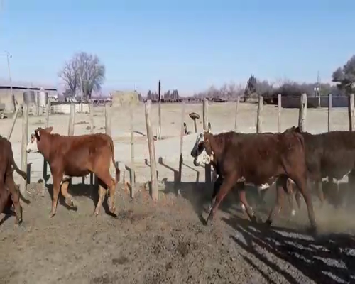 Lote 60 VAQUILLONAS, CRUZA BRAFORD, 260 KG, EN TRANCAS, TUCUMAN.-