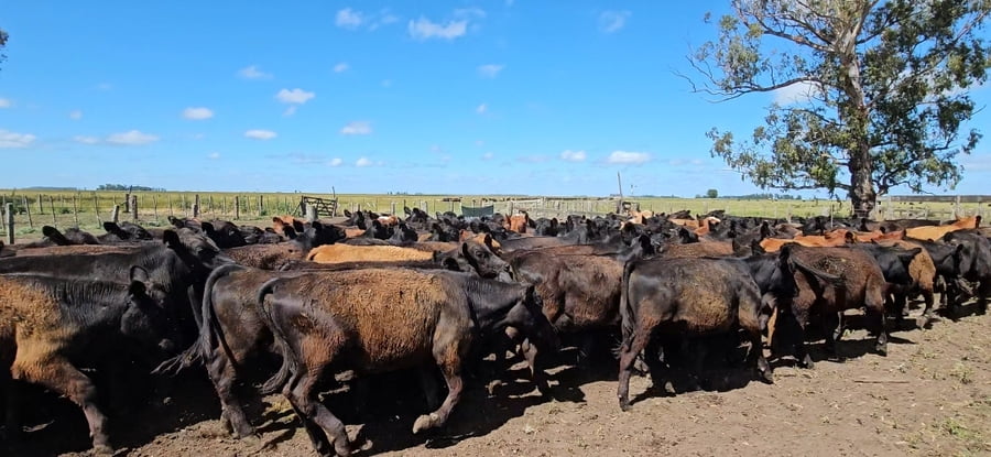 Lote 31 Vaquillonas en Ayacucho