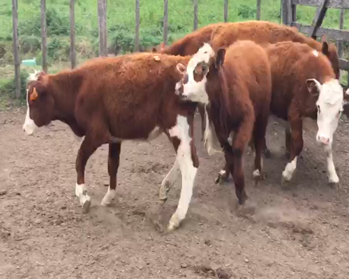 Lote 6 Terneros a remate en Feria por pantalla 175kg - , San José