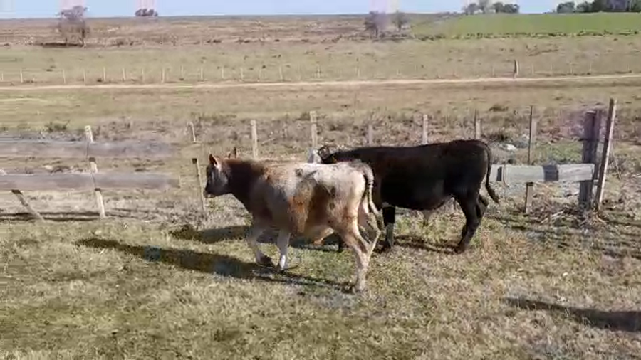 Lote (Vendido)2 Terneros 1 HER/ BRA - 1 JERSEY a remate en PANTALLA FEDERICO GARLAND 220kg -  en CUCHILLA DEL PERDIDO