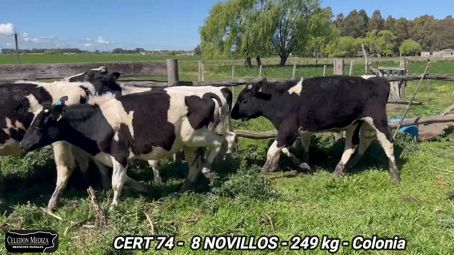 Lote 8 Novillos 1 a 2 años en Tarariras, Colonia