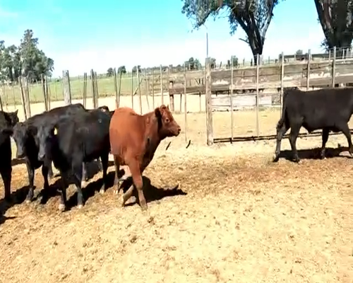 Lote 75 Terneros en Viamonte, Córdoba