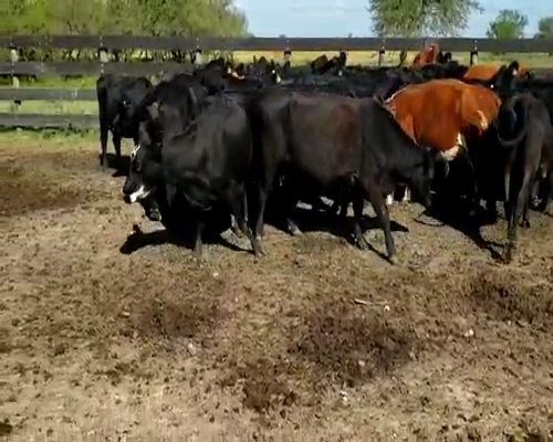 Lote 32 Vacas de invernar en Villaguay, Entre Ríos